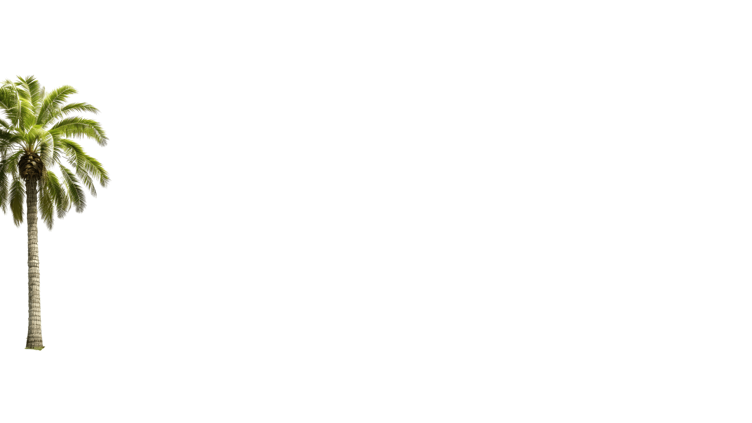 palm